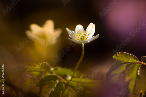 Wood anemone