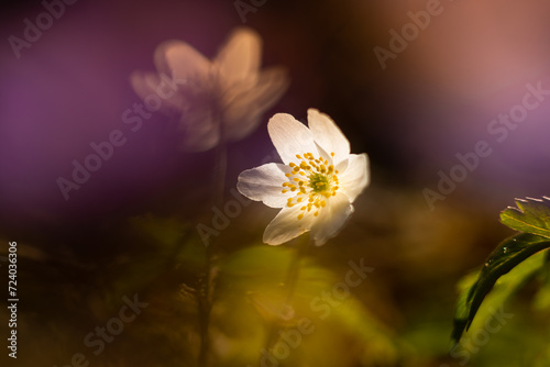 Wood anemone