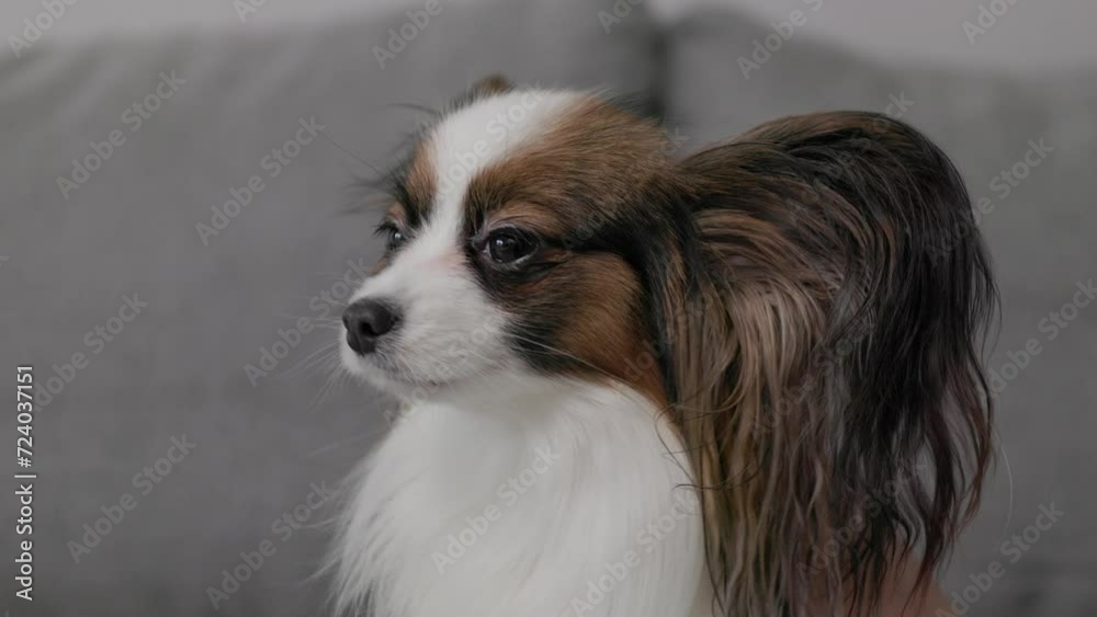 close up of woman stroking her cute papillon dog sitting on sofa close up of woman stroking her cute papillon dog sitting on sofa