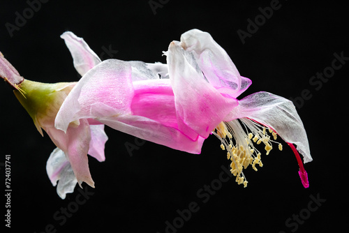 Schlumberger's flower against a black background. photo