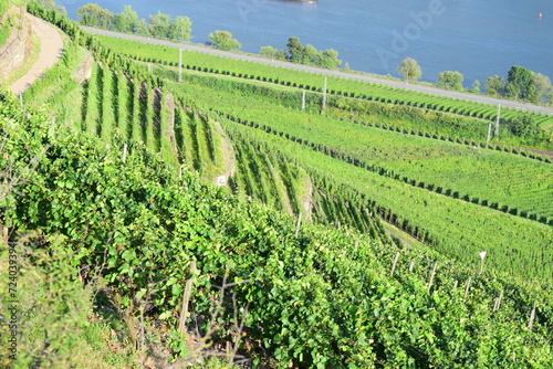 Mosel valley with steep vineyards