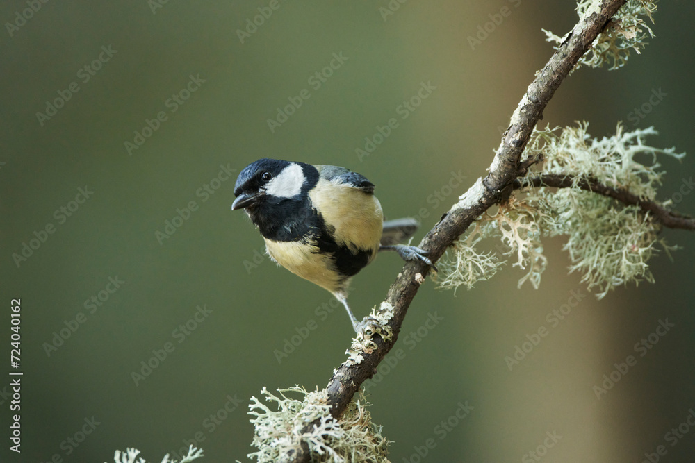 carbonero posado en una rama (Parus major) Casares, Andalucía, España carbonero posado en una rama (Parus major) Casares, Andalucía, España