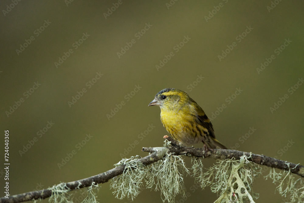 Obraz premium Jilguero lúgano posado en una rama (Carduelis spinus)