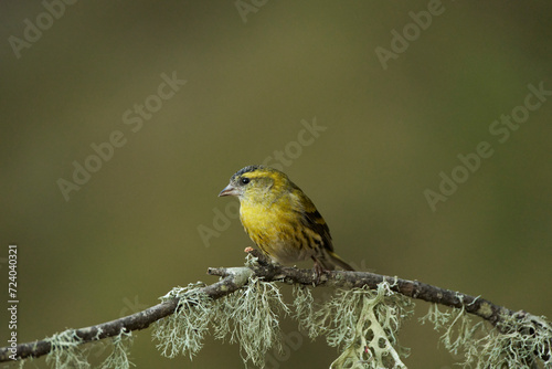 Jilguero lúgano posado en una rama (Carduelis spinus) © JOSE ANTONIO