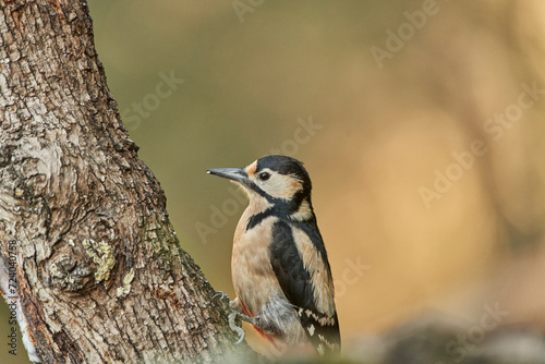 retrato del pico picapinos (Dendrocopos major)