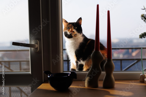 Calico cat standing outside of entrance and wants to go inside of house. View from home