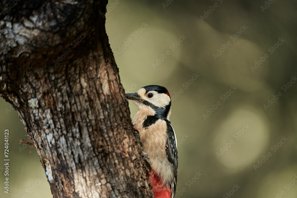 Obraz premium retrato del pico picapinos (Dendrocopos major)