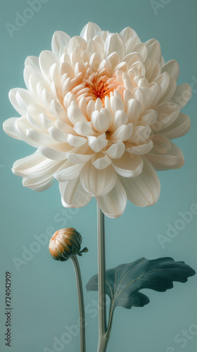 White chrysanthemum on a green background.