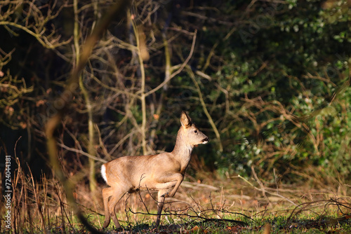 cute deer on the run 