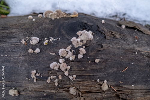 Schizophyllum commune fungus on wood merulius communis photo