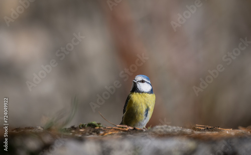Blue tit (Parus caeruleus), resting on a stone wall © Marc Andreu