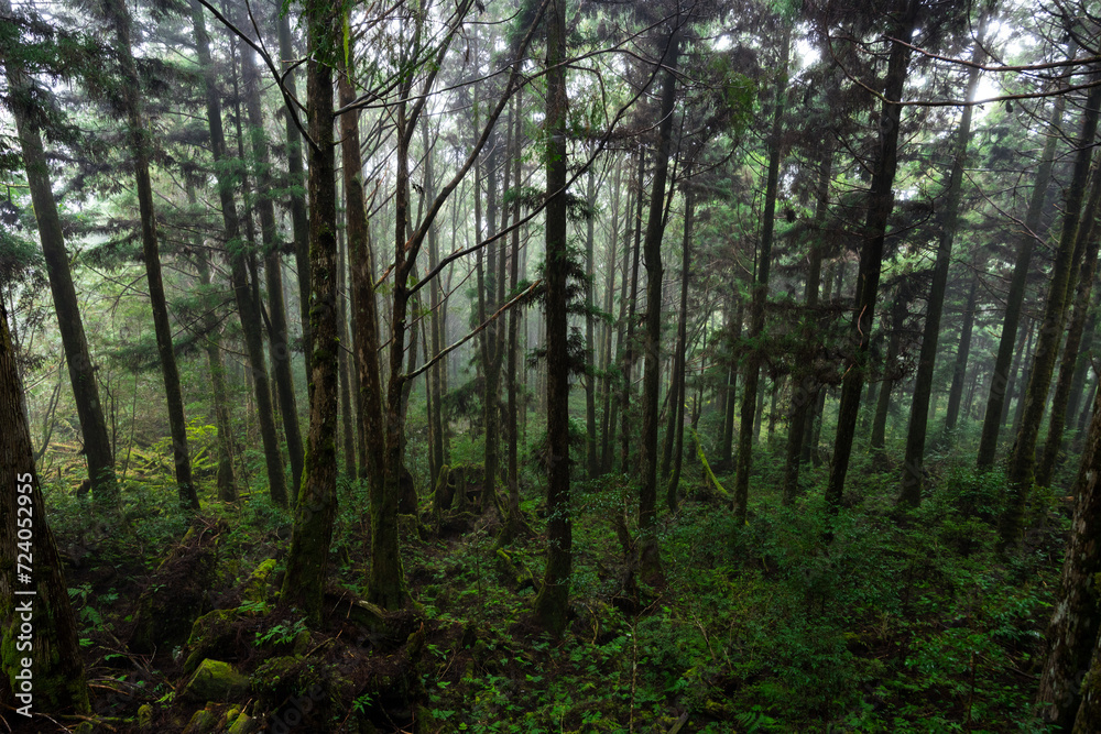 Fototapeta premium Foggy mist forest in Yilan of Taiwan