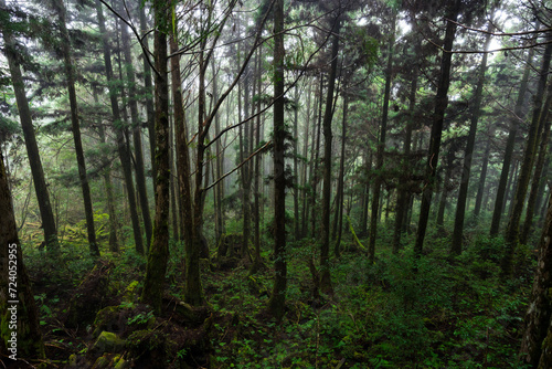 Foggy mist forest in Yilan of Taiwan