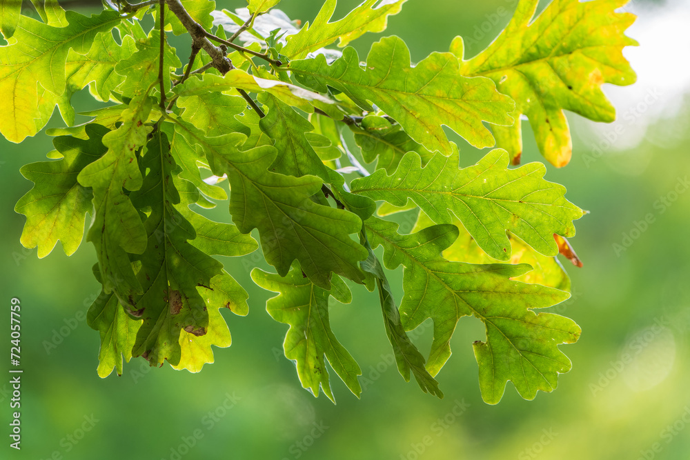Green oak leaves background. Plant and botany nature texture. green oak leaves in woods Green oak leaves background. Plant and botany nature texture. green oak leaves in woods