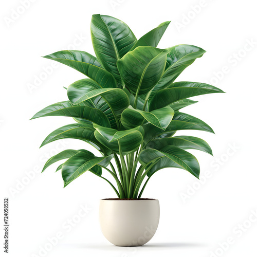 Potted plant isolated on white background, realistic, png 