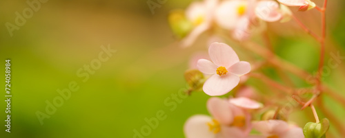 Closeup of mini yellow flower under sunlight with copy space using as background natural green plants landscape, ecology wallpaper cover page concept.