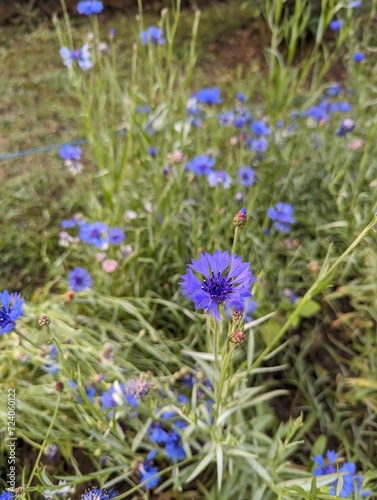 Cornflower flowers in the garden. blue flowers
