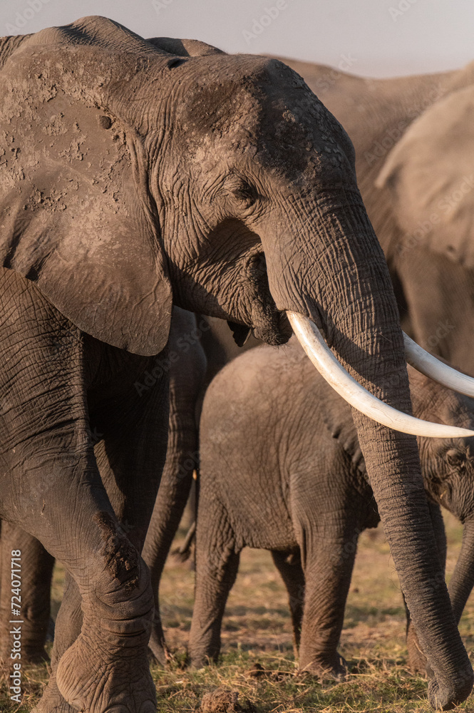 Obraz premium elephants group in the wild