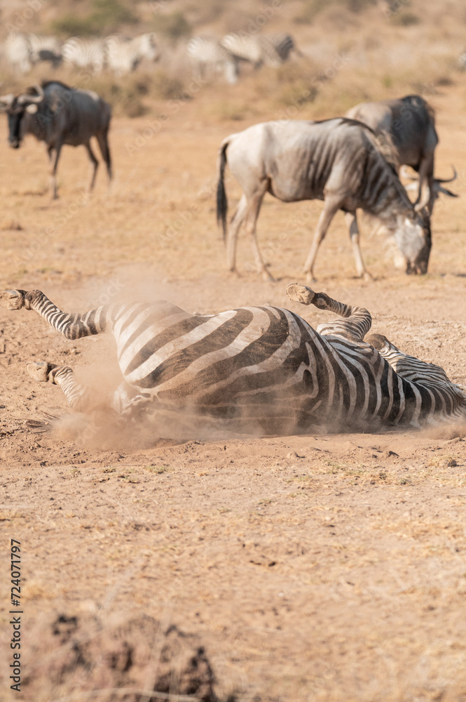 Obraz premium zebra in the wild lying down dust