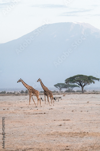 giraffes group in the wild sunset mountain kilimanjaro