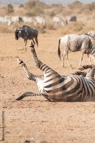 zebra in the wild lying down dust