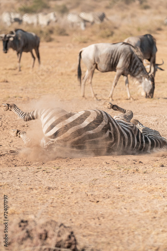 zebra in the wild lying down dust