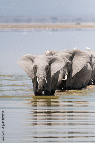 wild elephants group in the water