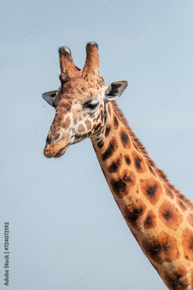 giraffe face in the wild portrait