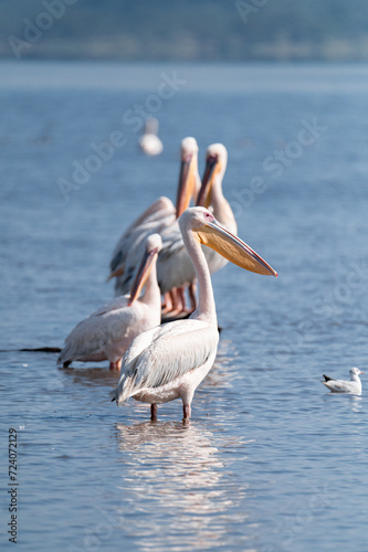 wild pelicans group on the lake