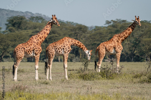 giraffe group in the wild