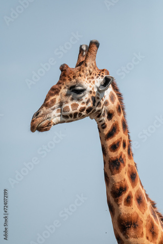 giraffe face in the wild portrait