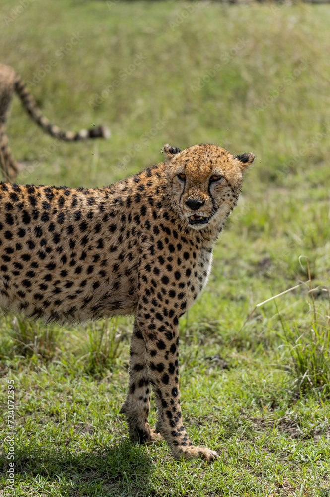 Fototapeta premium wild cheetah leopard in the grass