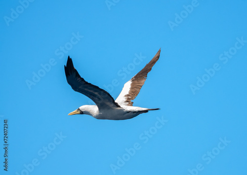 Masked booby (Sula dactylatra) in flight over the waters of the Central Atlantic Ocean near the equator. About two days navigation from the Brazilian coast