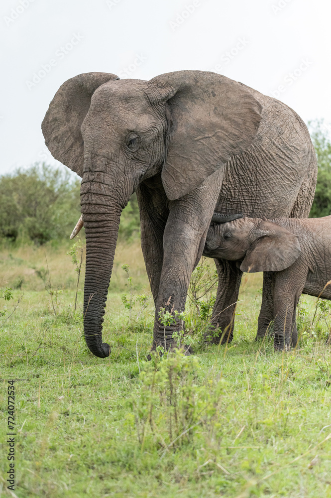 mother and baby wild elephant in the grass