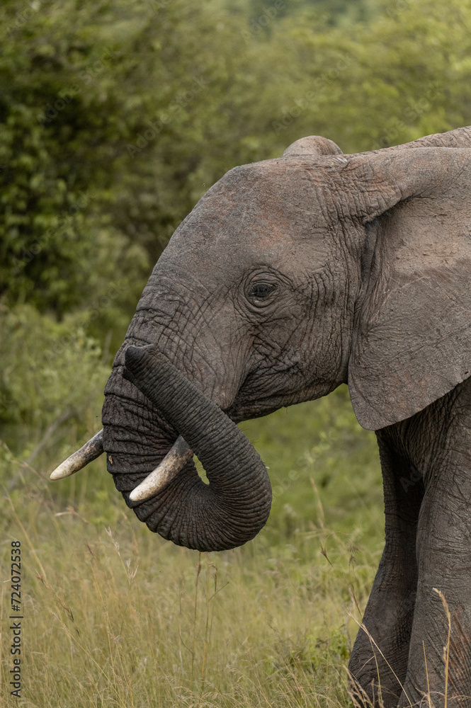 Fototapeta premium wild elephant in the grass