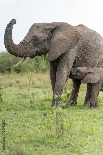 mother and baby wild elephant in the grass