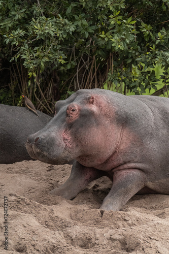 hippopotamus group resting in the wild
