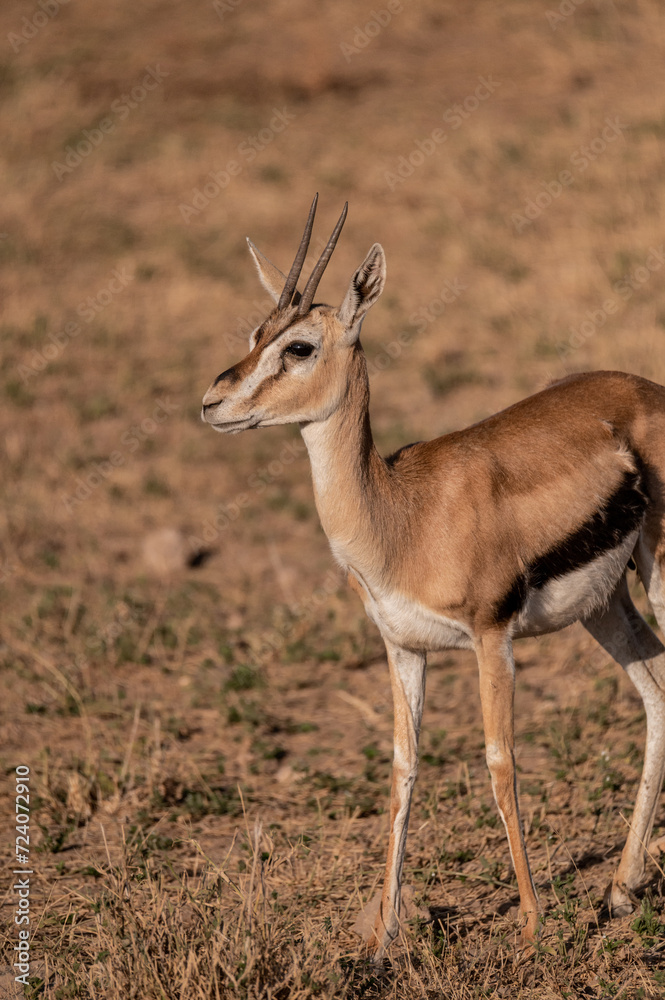impala antelope mother and baby in the wild impala antelope mother and baby in the wild