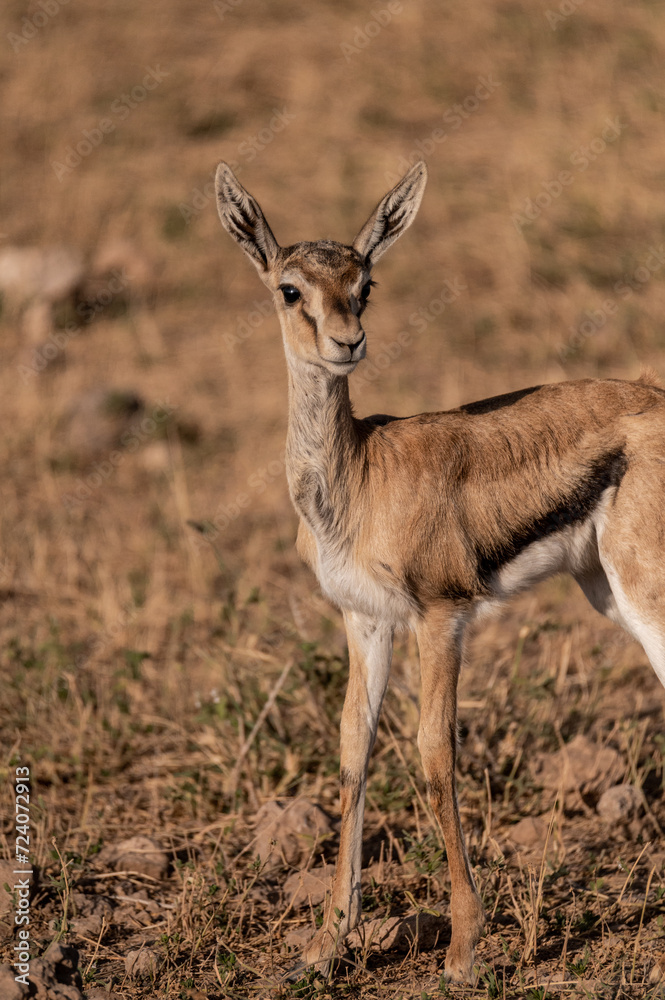 impala antelope mother and baby in the wild