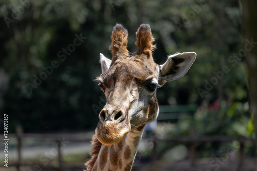 close-up of a giraffe at the São Paulo zoo. © Mateus R Fiuza