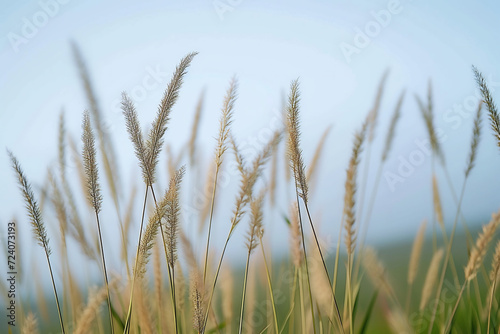 a bunch of tall grass blowing in the wind