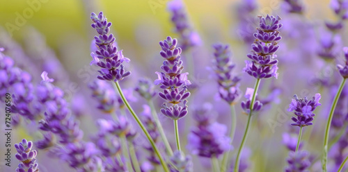 lavender flowers growing outside on a field