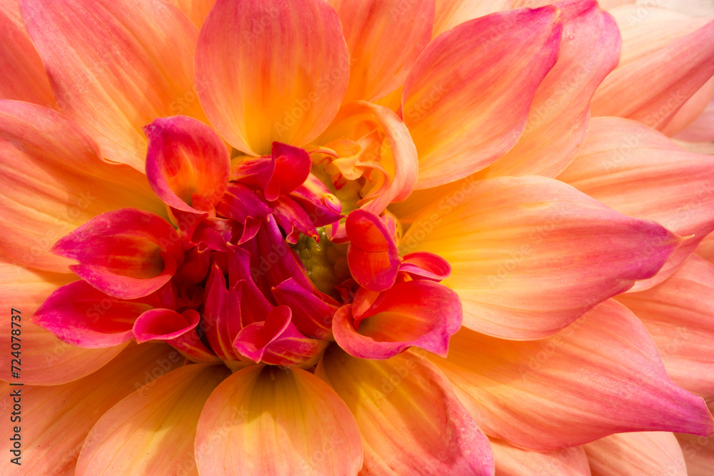 Extreme closeup of vibrant, multi-colored dahlia in summertime
Extreme closeup of vibrant, multi-colored dahlia in summertime