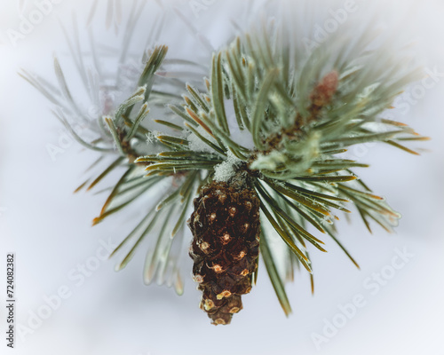 Artistic Looking Pine Cone in Frosty Weather with Diffused Pine Needles and Snowflakes photo