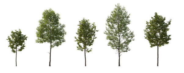 Tilia cordata and sycamore platanus maple cloudy street summer trees isolated png on a transparent background premium cutout (small-leaved linden, European linden) 