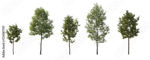 Fototapeta Naklejka Na Ścianę i Meble -  Tilia cordata and sycamore platanus maple cloudy set street summer trees medium and small isolated png on a transparent background perfectly cutout (small-leaved linden, European linden) 