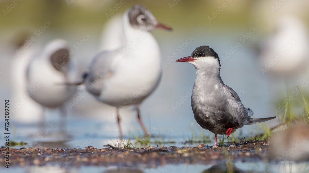 Whiskered tern - adult bird at a wetland in spring Whiskered tern - adult bird at a wetland in spring