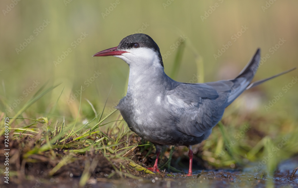 Fototapeta premium Whiskered tern - adult bird at a wetland in spring