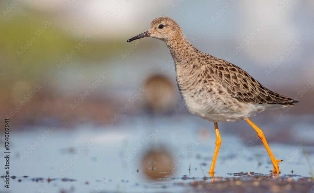 Ruff - female feeding at the wetland on the mating season in spring Ruff - female feeding at the wetland on the mating season in spring
