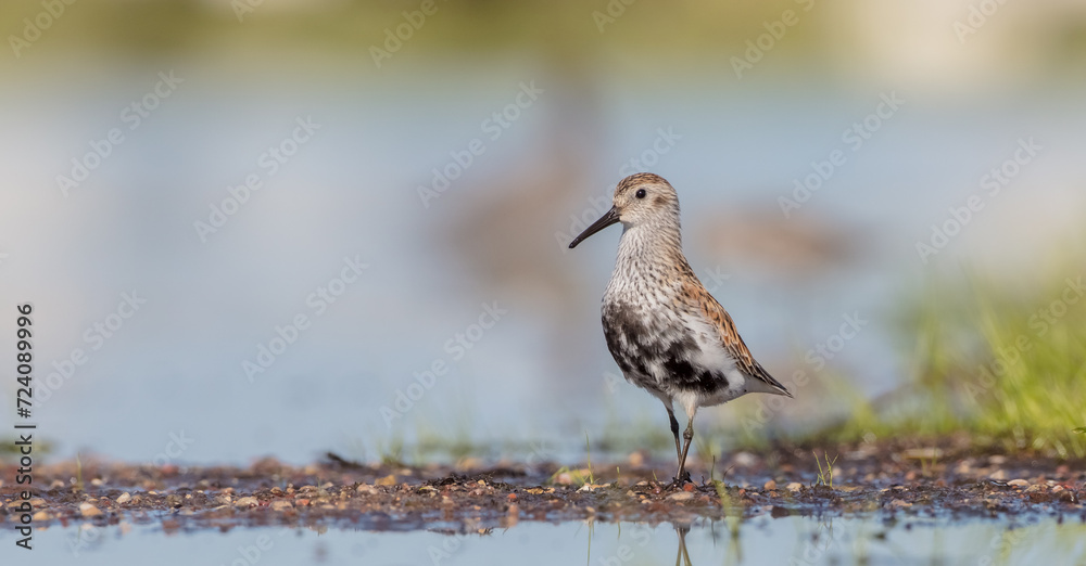 Dunlin - adult bird at a wetland on the spring migration Dunlin - adult bird at a wetland on the spring migration